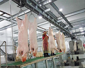 屠宰場(chǎng)生產(chǎn)冷庫(kù)預(yù)冷間溫度要求是多少？
